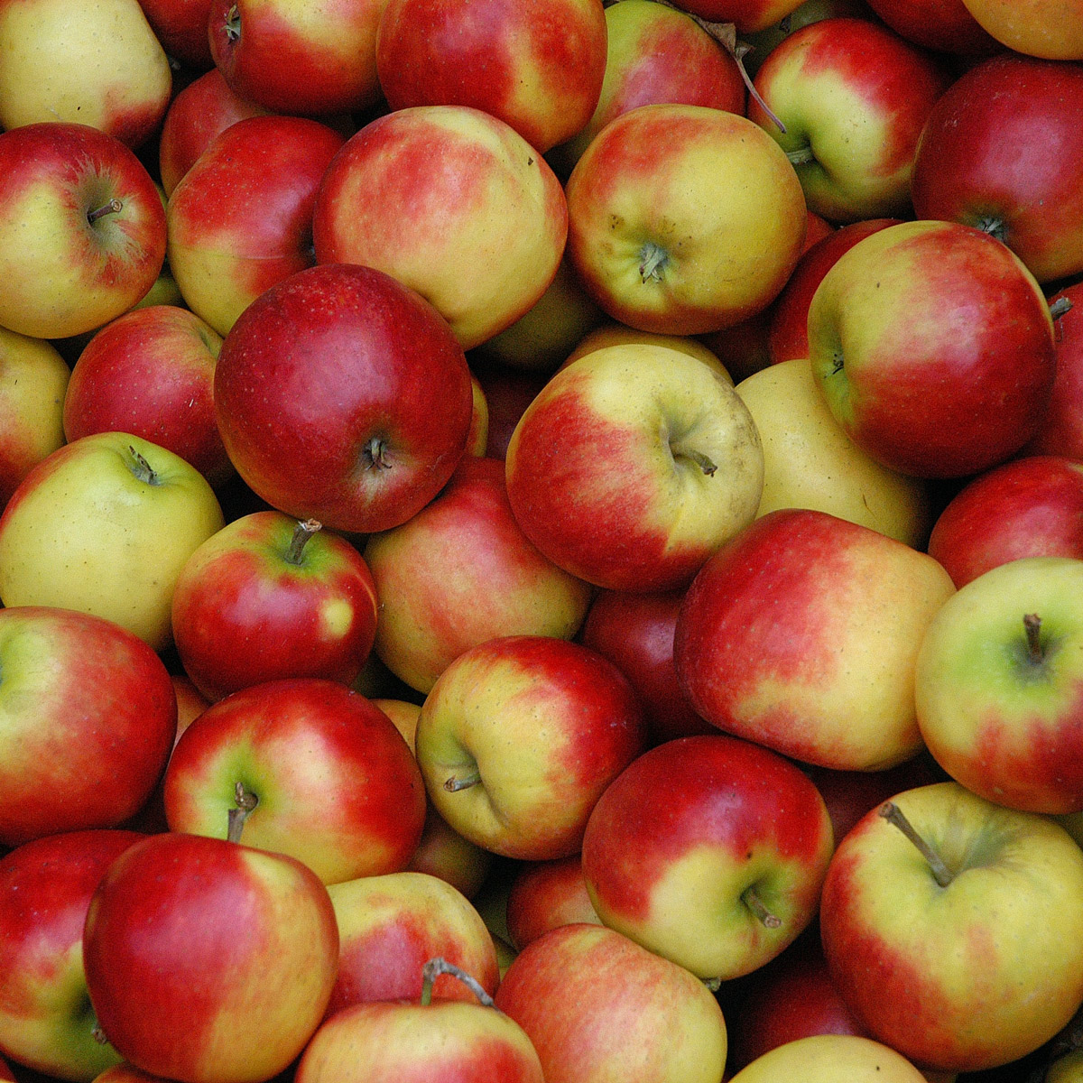 Tasty Tuesday: Gluten Free Apple Crisp (Paleo and Vegan Option ...